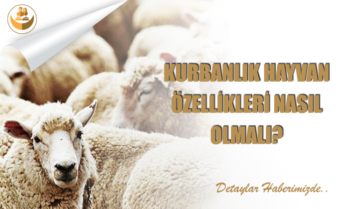 Kurbanlık Hayvanın Özellikleri Nasıl Olmalı?